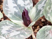 Trillium delicatum 20150405 0010