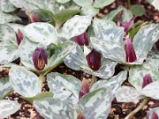 Trillium delicatum 20150405 0015