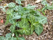 Trillium discolor 0001
