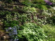 Trillium discolor 0003