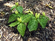Trillium discolor 0006
