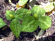 Trillium discolor 0007