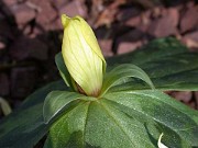 Trillium discolor 0017