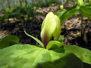 Trillium discolor 0025