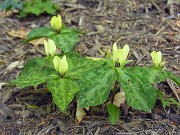 Trillium discolor 0027