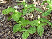 Trillium discolor 0028