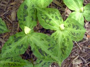 Trillium discolor 0029