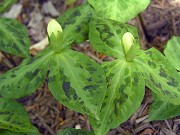 Trillium discolor 0030