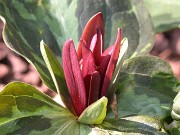 Trillium foetidissimum 0011