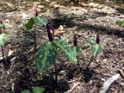 Trillium foetidissimum 0018