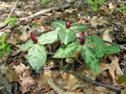 Trillium foetidissimum 0025