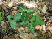 Trillium foetidissimum 0026