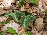 Trillium foetidissimum 20100001