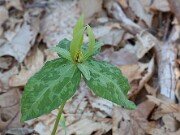 Trillium freemanii 20140508 0001