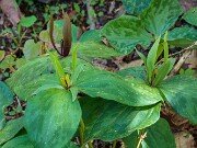 Trillium freemanii 20190424 0002