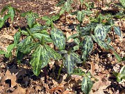 Trillium gracile 0003