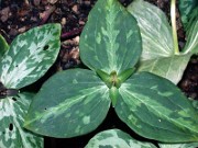 Trillium gracile 0007a