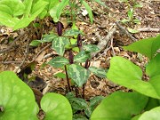 Trillium gracile 0010