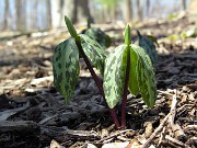 Trillium gracile 0013