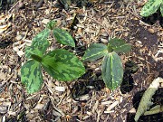 Trillium gracile 0015