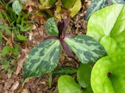 Trillium gracile 0023