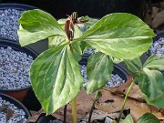 Trillium aff. lancifolium 20250427 0001