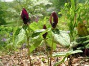 Trillium lancifolium ('lanceolatum') 0001