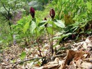 Trillium lancifolium ('lanceolatum') 0002
