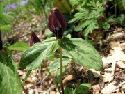 Trillium lancifolium ('lanceolatum') 0003