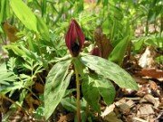 Trillium lancifolium ('lanceolatum') 0005