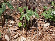 Trillium lancifolium ('lanceolatum') 20100004