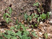Trillium lancifolium ('lanceolatum') 20100005