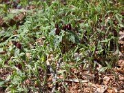 Trillium lancifolium ('lanceolatum') 20110002