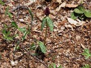 Trillium lancifolium ('lanceolatum') 20110008