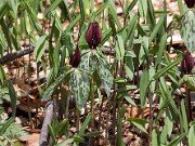Trillium lancifolium ('lanceolatum') 20110009