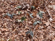 Trillium ludovicianum 0001