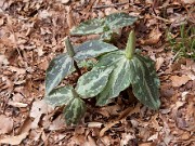 Trillium ludovicianum 0004