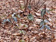 Trillium ludovicianum 0008