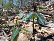 Trillium ludovicianum 0012