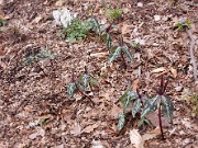 Trillium ludovicianum 0022