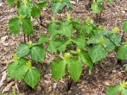 Trillium luteum 0001