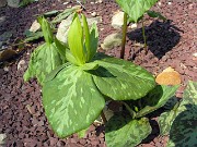 Trillium luteum 0003