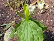 Trillium luteum 0004