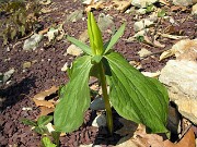 Trillium luteum 0006