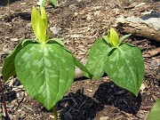 Trillium luteum 0008