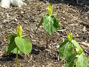 Trillium luteum 0009