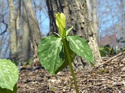 Trillium luteum 0010