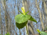 Trillium luteum 0012