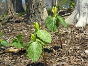 Trillium luteum 0013