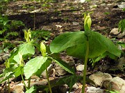 Trillium luteum 0014